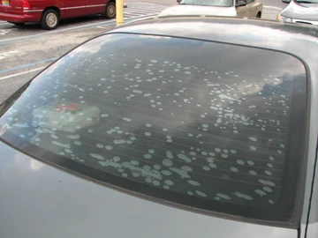 Bubbles and Blisters in the Film